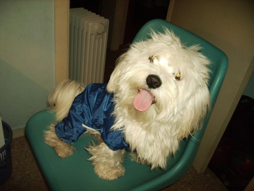 Max con su impermeable para los dias de lluvia...(no es un traje de aerobic!!!!aunke lo parezca!jaajaja)ke Wapoooooooooooo!precioso!